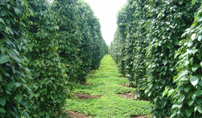Nâng cao giá trị sản phẩm nông nghiệp thông qua các sản phẩm OCOP